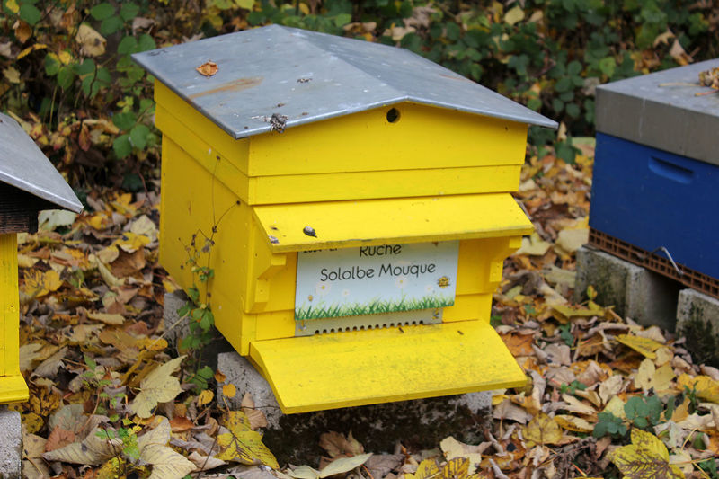 La ruche Sololbe Mouque